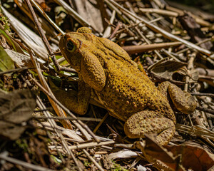 A yellow frog laying over the straw