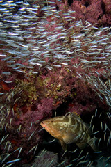 Nassau Grouper, Epinephelus striatus, an Endangered Species, in a school of baitfish, in the Florida Keys National Marine Sanctuary