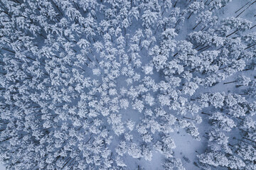 snow covered trees in the winter drone shot from above forest beautiful scenery
