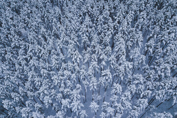 snow covered trees in the winter drone shot from above forest beautiful scenery