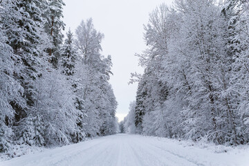 Fototapeta premium snow covered trees in the forest winter scenery lonely snow covered country road narrow 