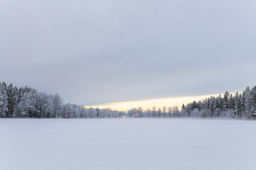 snow covered trees in the forest winter scenery mist fog foggy field