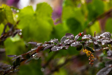 Flowering branch of barberry with raindrops macro nature photo