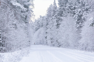 winter scene scenery forest in the snow snow covered trees cold 