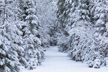 Fototapeta na wymiar winter scene scenery forest in the snow snow covered trees cold 