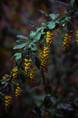 Flowering branch of barberry with raindrops macro nature photo