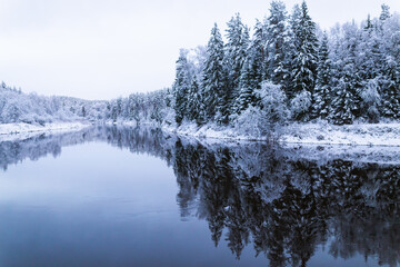 snow covered trees in winter winter scenery over the Gauja river Latvia longest river reflection mirror cloudy not frozen water