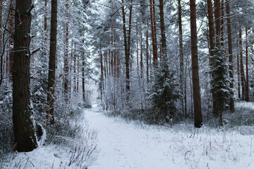 winter scene scenery forest in the snow snow covered trees cold 