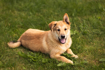 Naklejka na ściany i meble young dog puppy golden dog in green grass