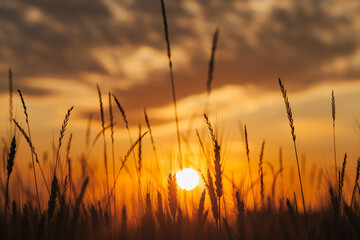 summer dawn in a wheat field © vov8000