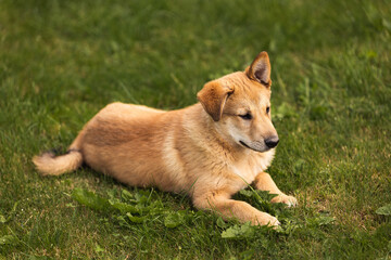 Naklejka na ściany i meble young dog puppy golden dog in green grass