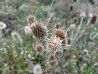 The burdock plant clings with dry thorns to passing animals and people. Autumn melancholic natural...