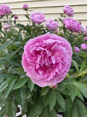 pink hydrangea flowers