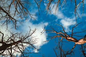 view up to the blue sky with clouds through the autumn trees without leaves 