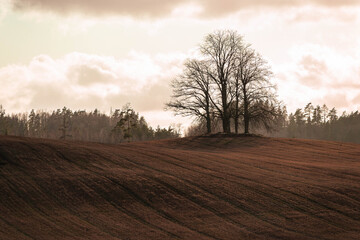Fototapeta na wymiar autumn scene lonely tree without leaves in a top of a hill in a grass field