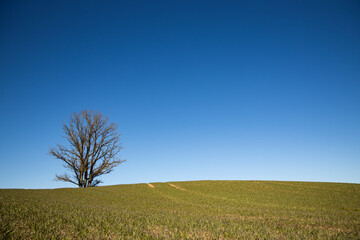 Fototapeta na wymiar lonely tree in ealry spring green grass field and blue sky without any clouds in a sunny day