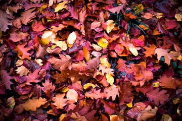Ground full of autumn leaves, Germany