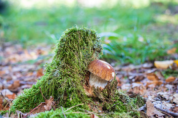 Boletus edulis (king bolete) growing from a tree stump