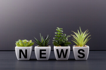 Text NEWS on white ceramic flowerpots with houseplants on a dark wooden table. Media concept.