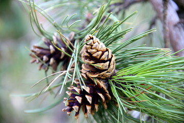 Three pine cones on the pine branch with its green needles