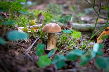 Tylopilus felleus (bitter bolete) growinfgin the woods