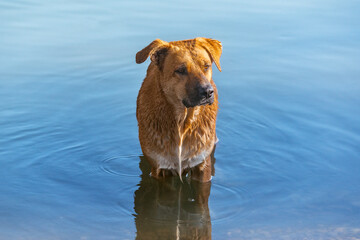 Dog stands in the water of the river.