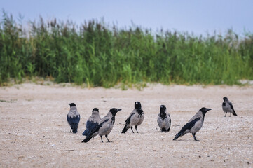 Hooded crows on the beach in Swinoujscie city over Baltic Sea in West Pomerania region of Poland