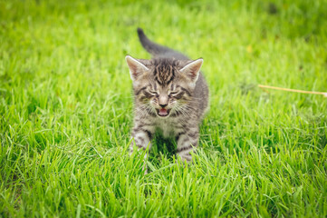 Naklejka premium Small cat walks on a on a green meadow