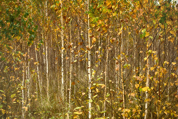 autumn landscape of birches with yellow leaves