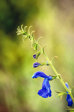 Salvia patens plant in garden commonly known as gentian sage or spreading sage