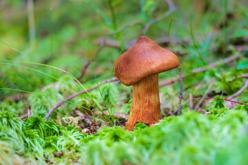 Cortinarius rubellus (deadly webcap) mushroom growing in the woods