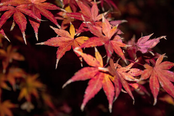 hojas otoñales en la noche