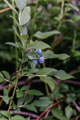 Ripe blueberries growing on a blueberry bush