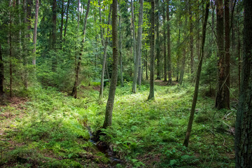 Forest landscape in the wmorning