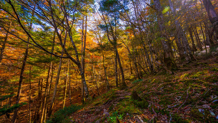 Fototapeta premium 大台ケ原