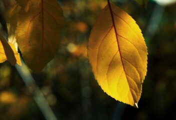 サクランボの紅葉