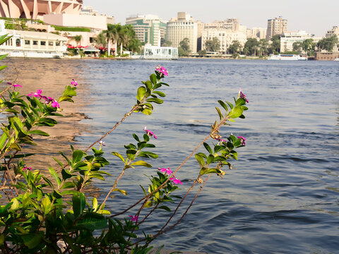 A closeup photo of a purple flowers on green leaves with a blurred background (bokeh) of the river Nile, a boat, and buildings on the other riverbank, Cairo, Egypt