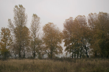 morning misty autumn landscape with trees