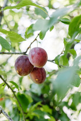 Ripe red plums growing in a plum tree