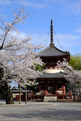 Fototapeta premium 川越 喜多院の多宝塔と満開の桜 桜まつり提灯無し