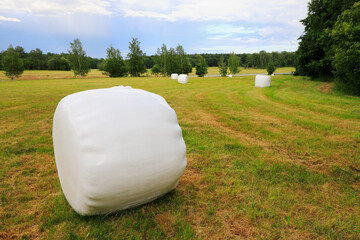 Field with white plastic wrapped silage bales.