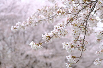 川越　水上公園の桜　アップで撮影