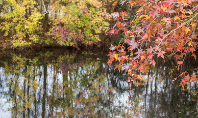 Beautiful Leaves in Scenic NC