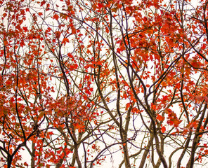 Beautiful Leaves in Scenic NC