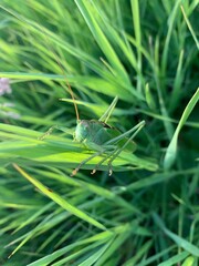 grasshopper on a leaf