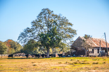 Obraz premium Farmland with an old building and cows in a pasture Fall South