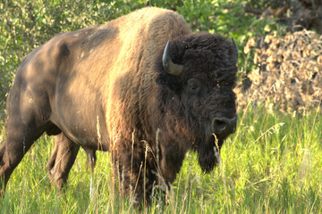 American bison, bison bull portrait