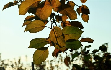 りんごの木の紅葉