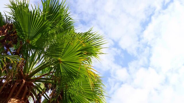 palm tree leaves against the sky. rest and travel. tropics. 