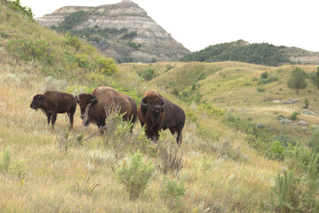 American bison, bison bull , cow, and calf